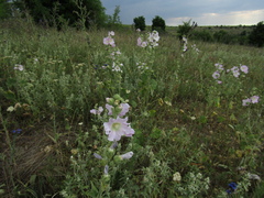 Alcea pallida