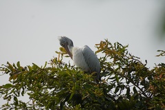 Pelecanus philippensis
