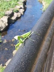 Hierodula patellifera patellifera