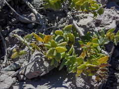 Coulterella capitata