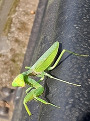 Hierodula patellifera patellifera