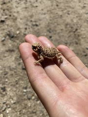 Phrynosoma blainvillii