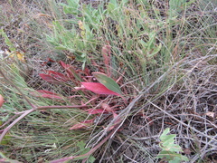 Goniolimon besserianum