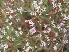 Goniolimon besserianum