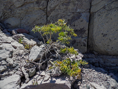 Coulterella capitata