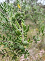 Persoonia rigida