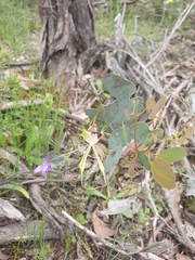 Caladenia tentaculata