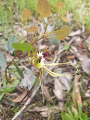Caladenia tentaculata