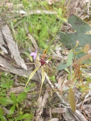 Caladenia tentaculata