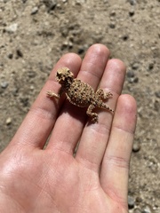 Phrynosoma blainvillii