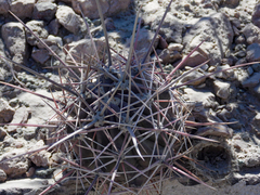 Ferocactus emoryi rectispinus
