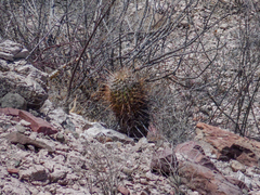 Ferocactus emoryi rectispinus