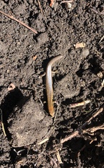 Oligosoma aeneum