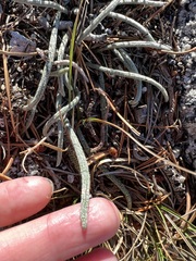 Ivesia santolinoides