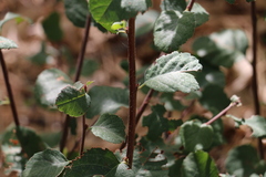Rhamnus ilicifolia