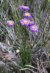 Olearia ciliata