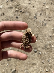 Phrynosoma blainvillii