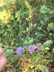 Mentha pulegium
