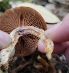 Cortinarius trivialis