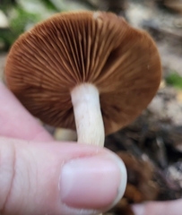 Cortinarius trivialis