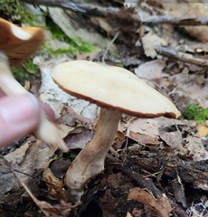 Cortinarius trivialis
