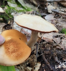 Cortinarius trivialis