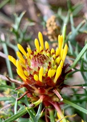 Isopogon ceratophyllus