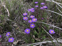 Olearia ciliata