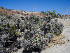 Corynopuntia invicta