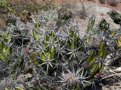 Corynopuntia invicta