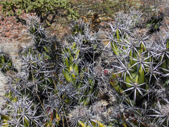 Corynopuntia invicta