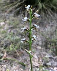 Prasophyllum odoratum