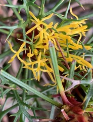 Isopogon ceratophyllus