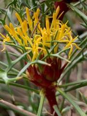 Isopogon ceratophyllus
