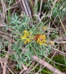 Isopogon ceratophyllus