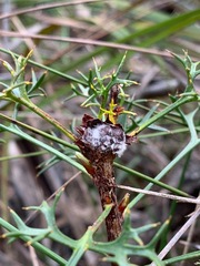 Isopogon ceratophyllus
