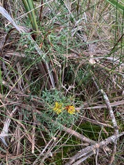 Isopogon ceratophyllus