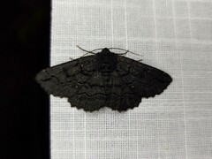 Melanodes anthracitaria