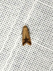 Tachystola hemisema