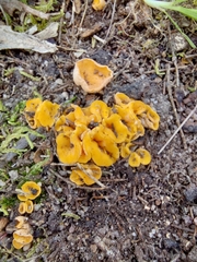 Phaeohelotium baileyanum