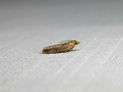 Tortricoidea