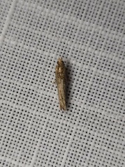 Tortricoidea