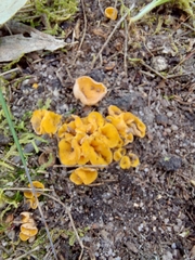 Phaeohelotium baileyanum