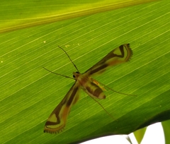 Eoophyla
