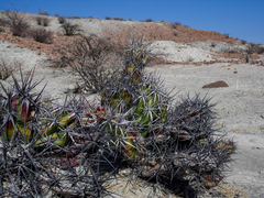Corynopuntia invicta