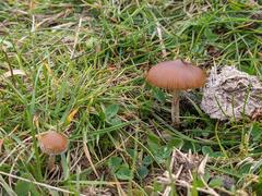Psilocybe fimetaria