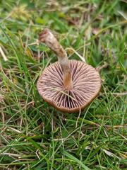 Psilocybe fimetaria