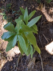 Lilium washingtonianum