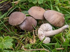 Dermoloma cuneifolium