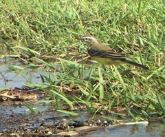 Motacilla flava beema